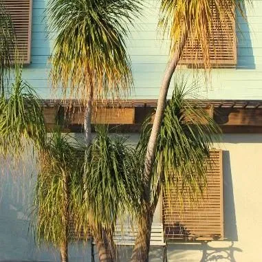 thumbnail for publication: Beaucarnea recurvata: Ponytail Palm